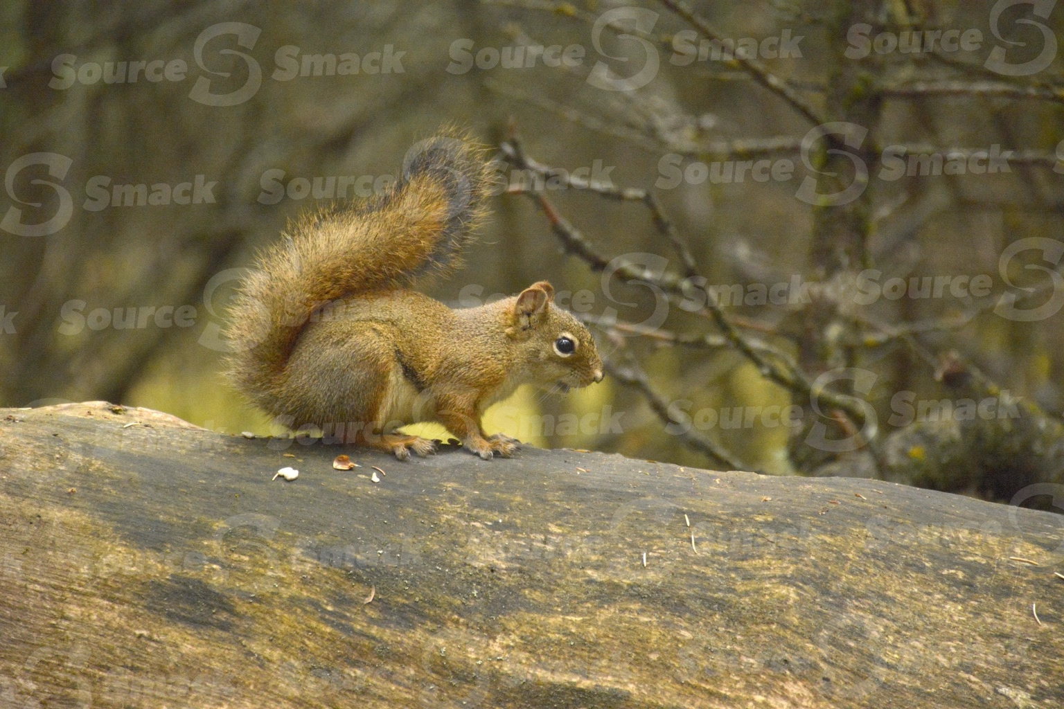 A red squirrel (sciurus vulgaris) on a log in the forest