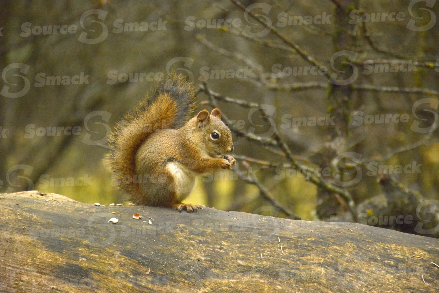 A red squirrel (sciurus vulgaris) on a log in the forest