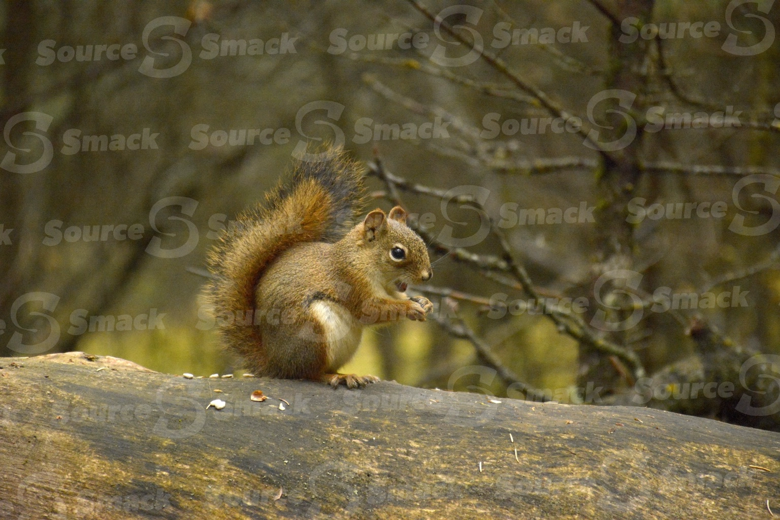 A red squirrel (sciurus vulgaris) on a log in the forest