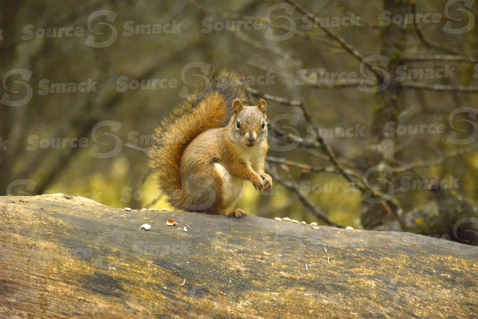 A red squirrel (sciurus vulgaris) on a log in the forest