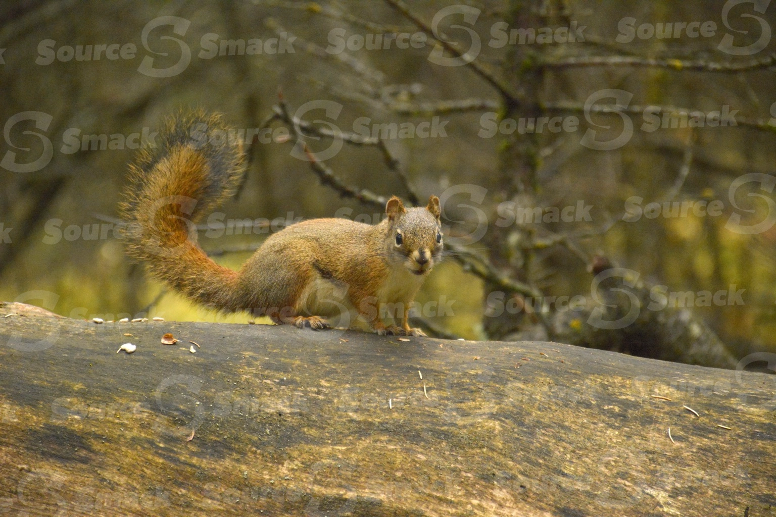 A red squirrel (sciurus vulgaris) on a log in the forest
