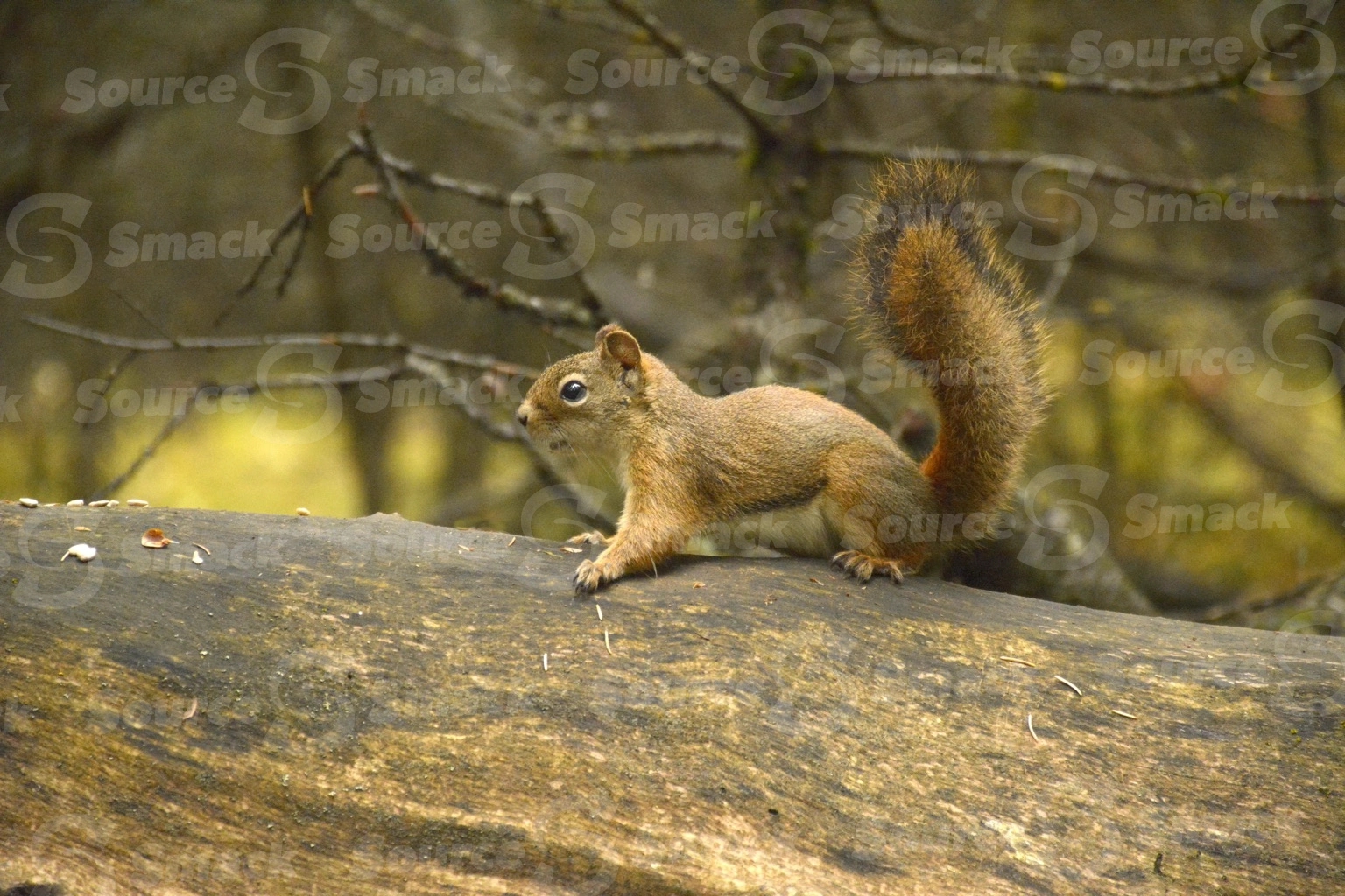 A red squirrel (sciurus vulgaris) on a log in the forest