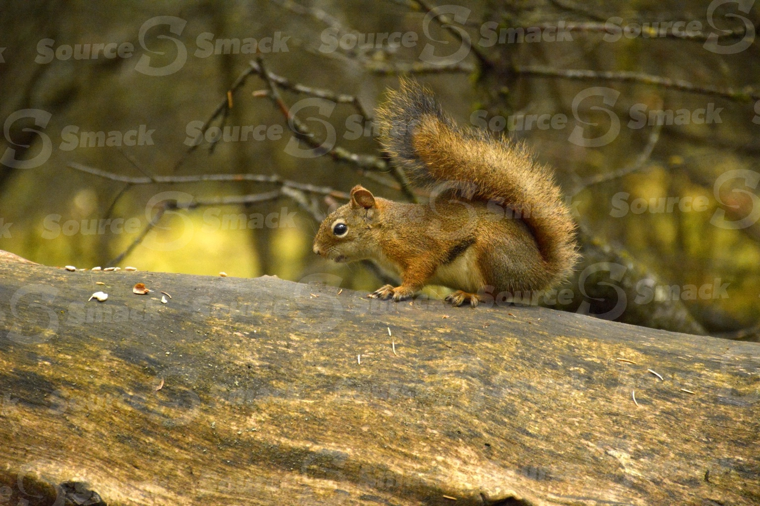 A red squirrel (sciurus vulgaris) on a log in the forest