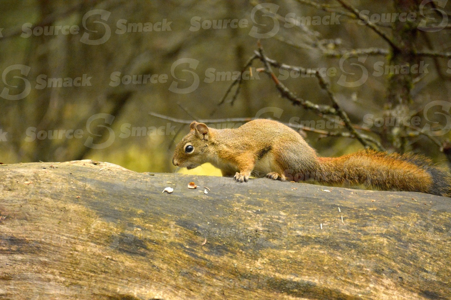 A red squirrel (sciurus vulgaris) on a log in the forest