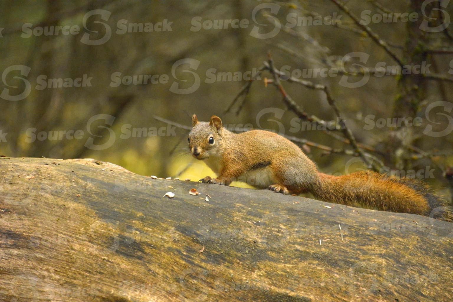 A red squirrel (sciurus vulgaris) on a log in the forest