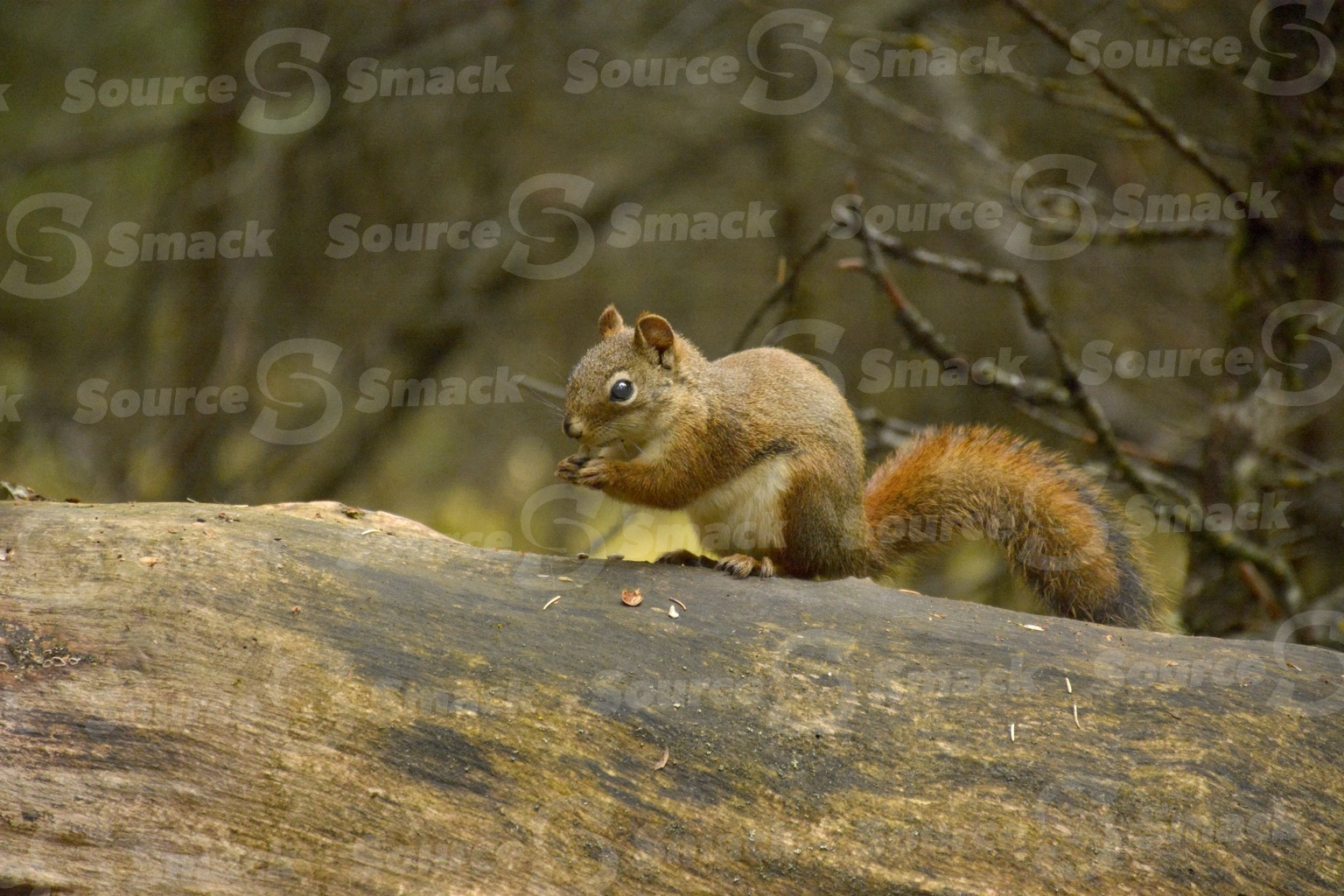 A red squirrel (sciurus vulgaris) on a log in the forest