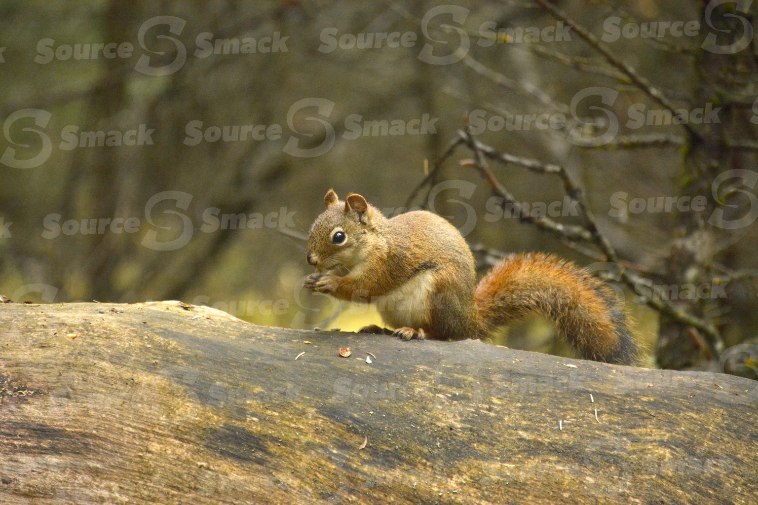 A red squirrel (sciurus vulgaris) on a log in the forest