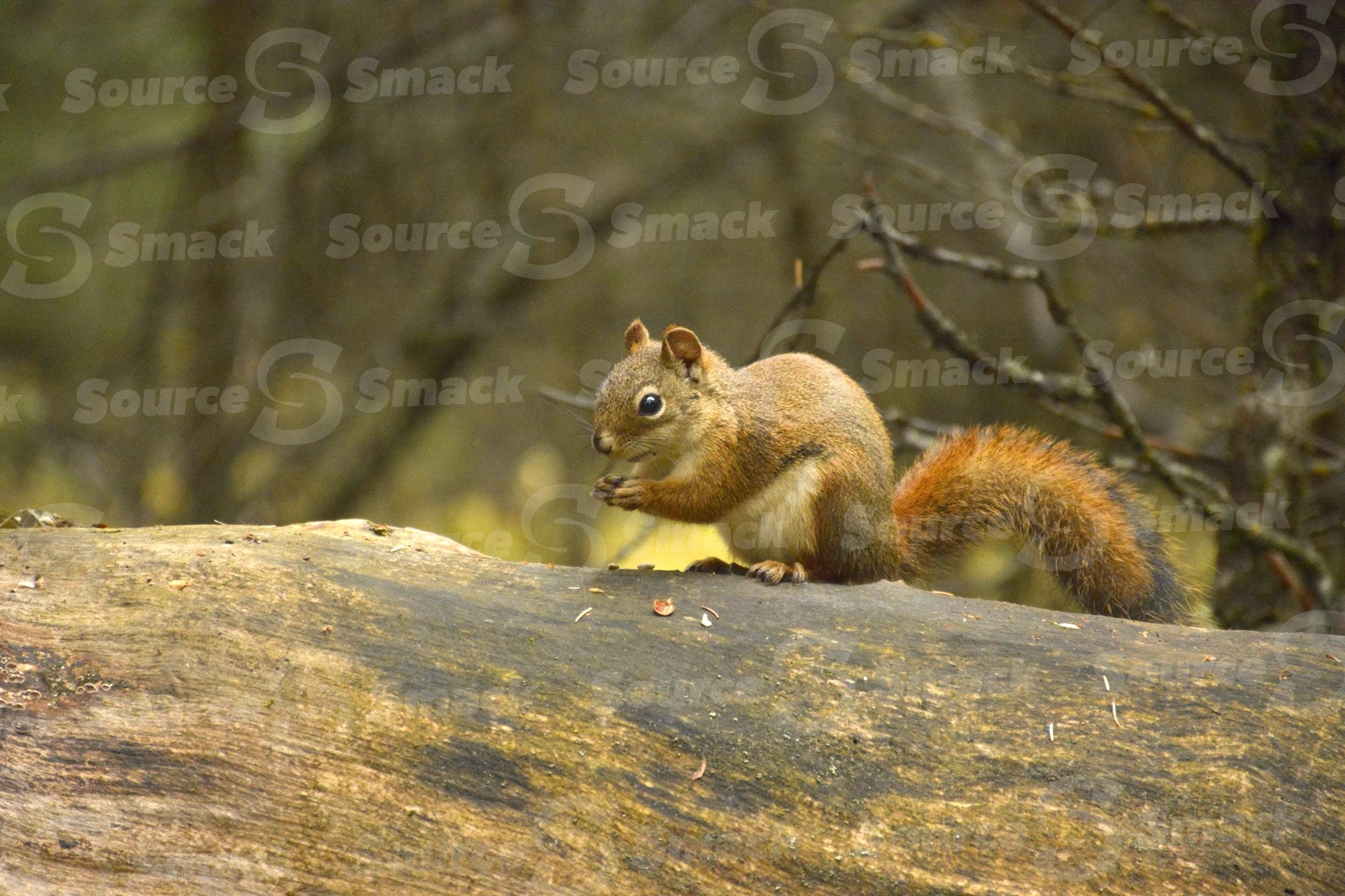 A red squirrel (sciurus vulgaris) on a log in the forest