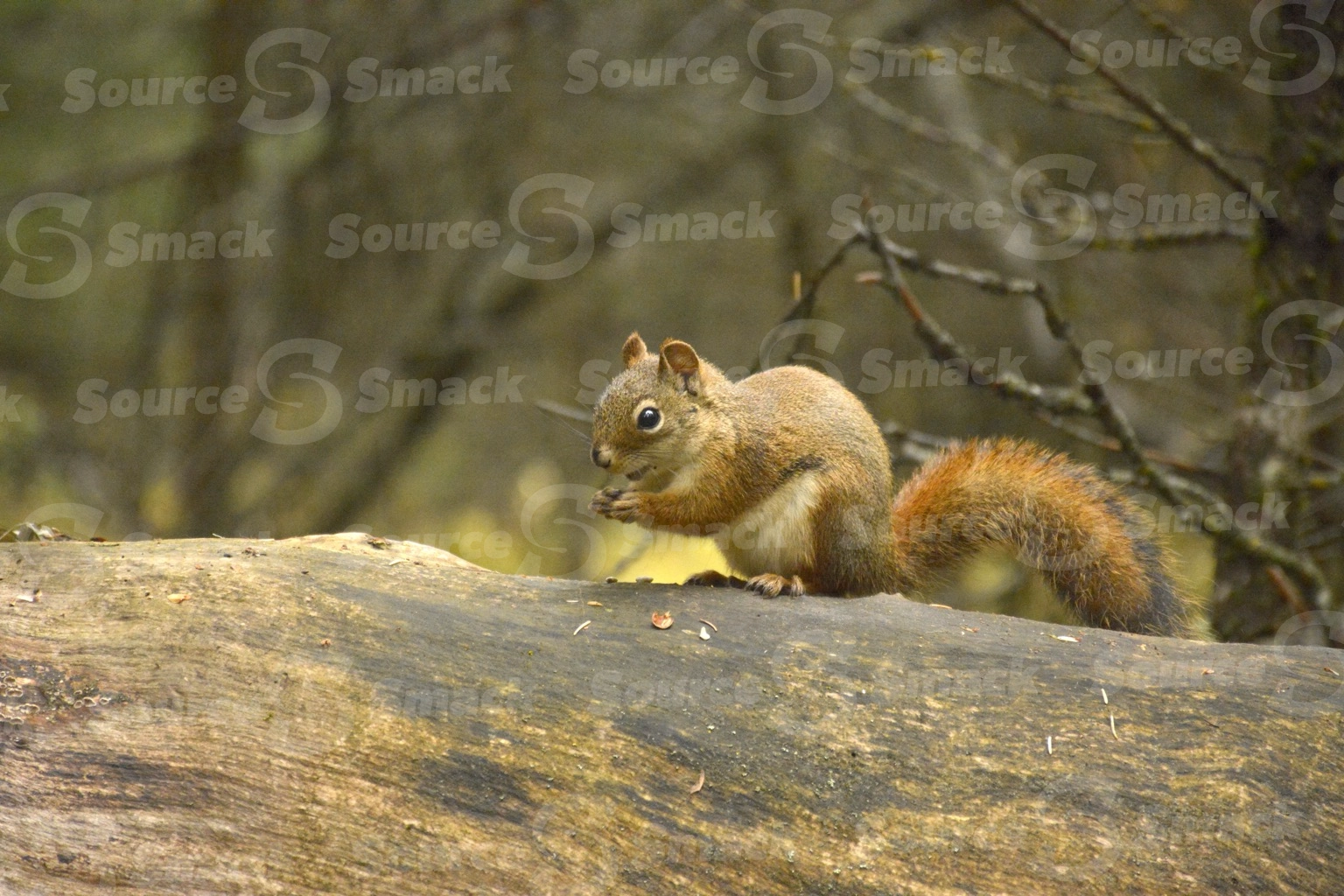A red squirrel (sciurus vulgaris) on a log in the forest