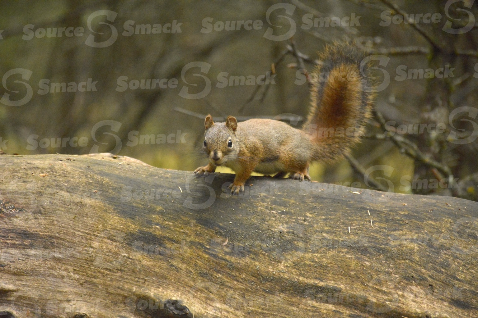 A red squirrel (sciurus vulgaris) on a log in the forest