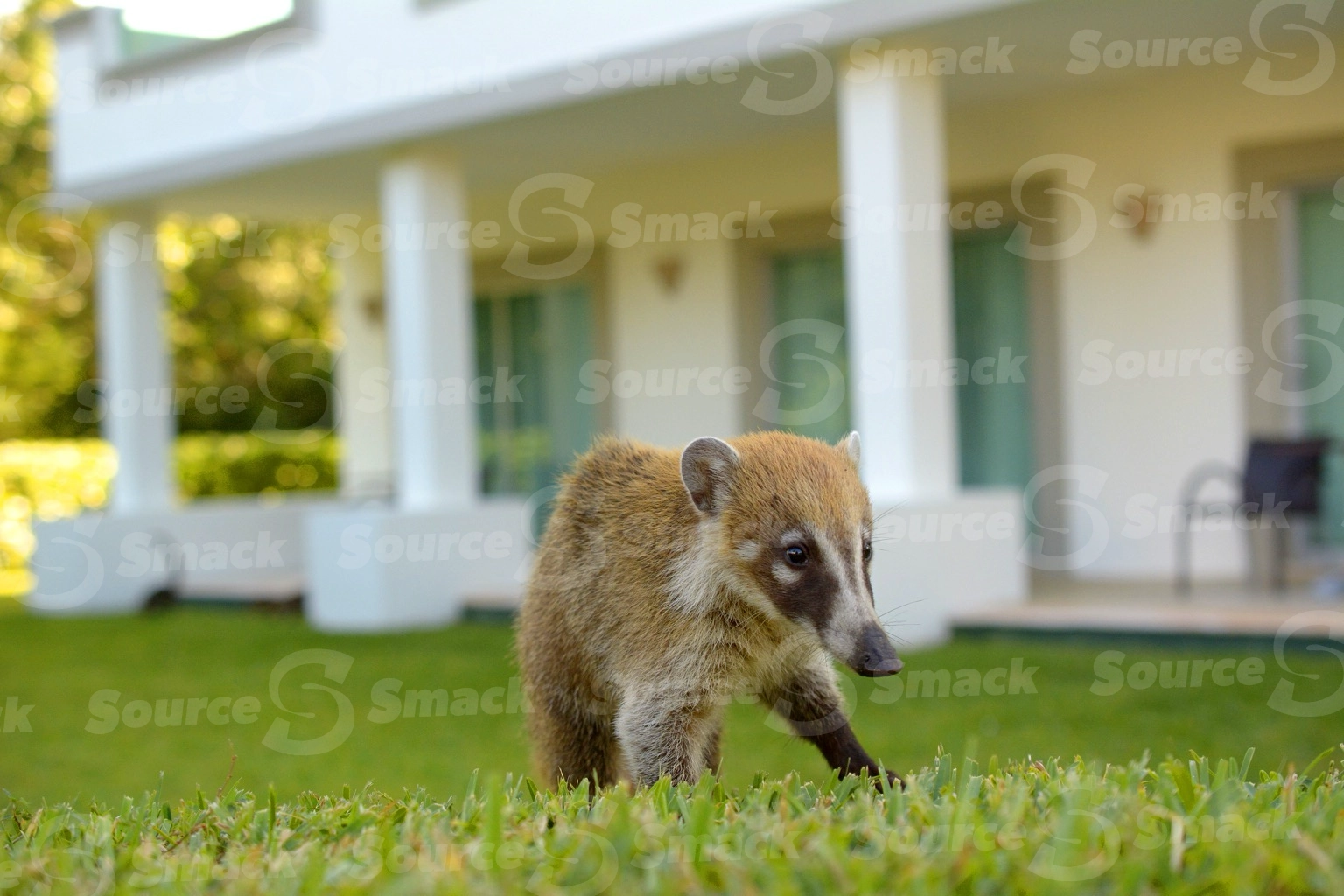 A young coati scampering along the grass