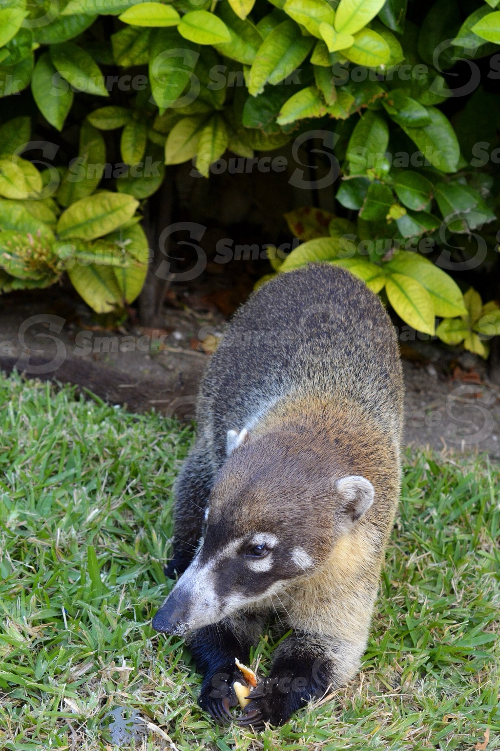 A coati foraging for food