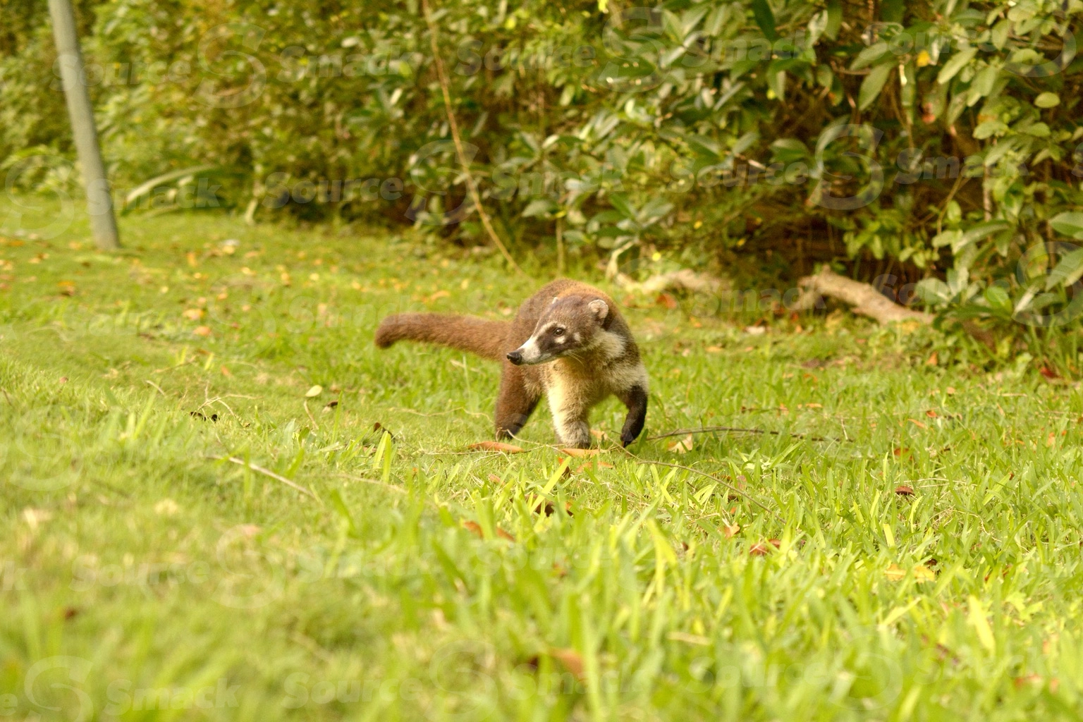 A timid coati on the grass