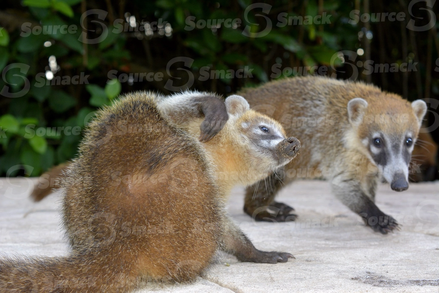 A young coati itching itself at a resort