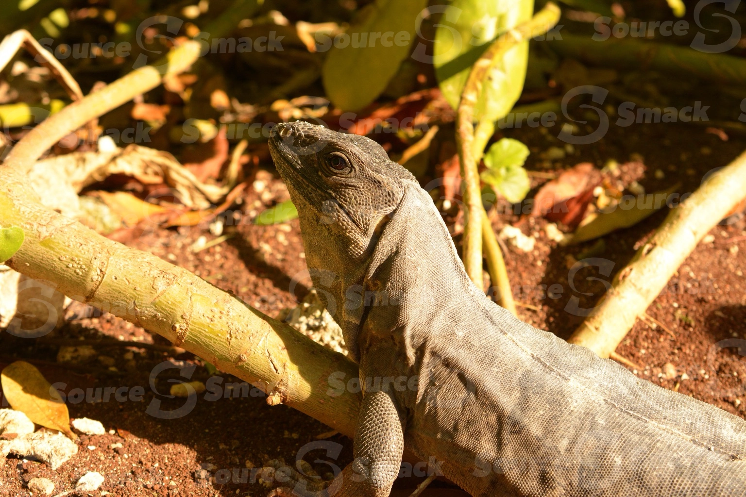 A young Black Spiny Tailed (Ctenosaura Similis) iguana on the jungle floor