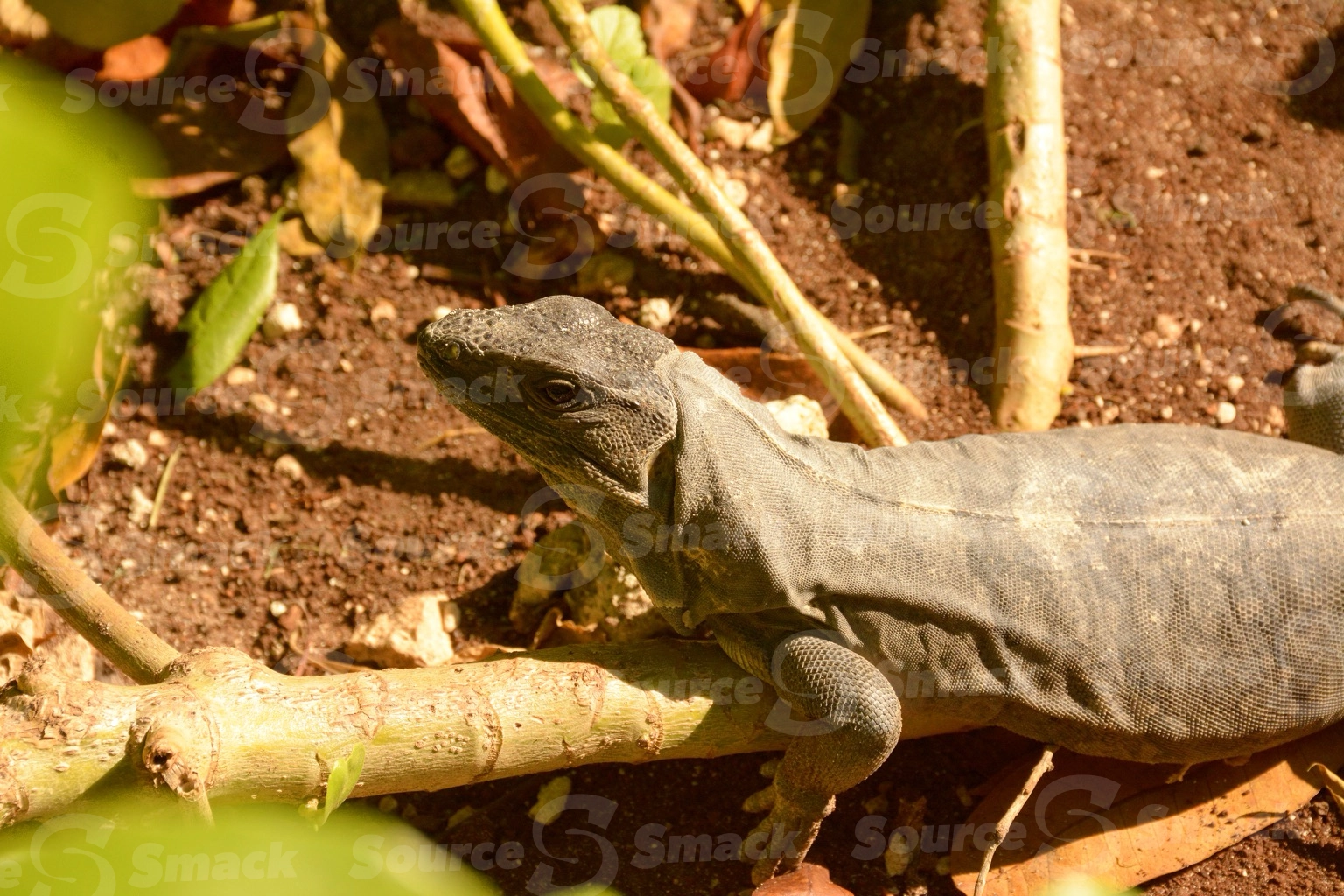 A young Black Spiny Tailed (Ctenosaura Similis) iguana on the jungle floor