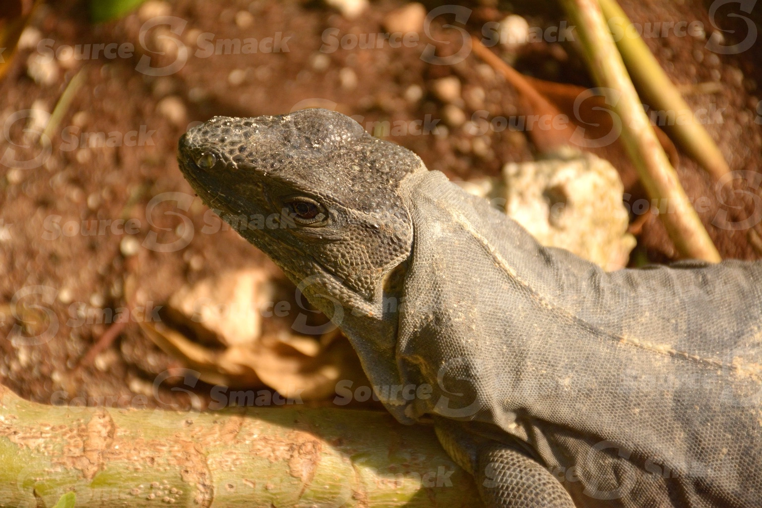 A young Black Spiny Tailed (Ctenosaura Similis) iguana on the jungle floor