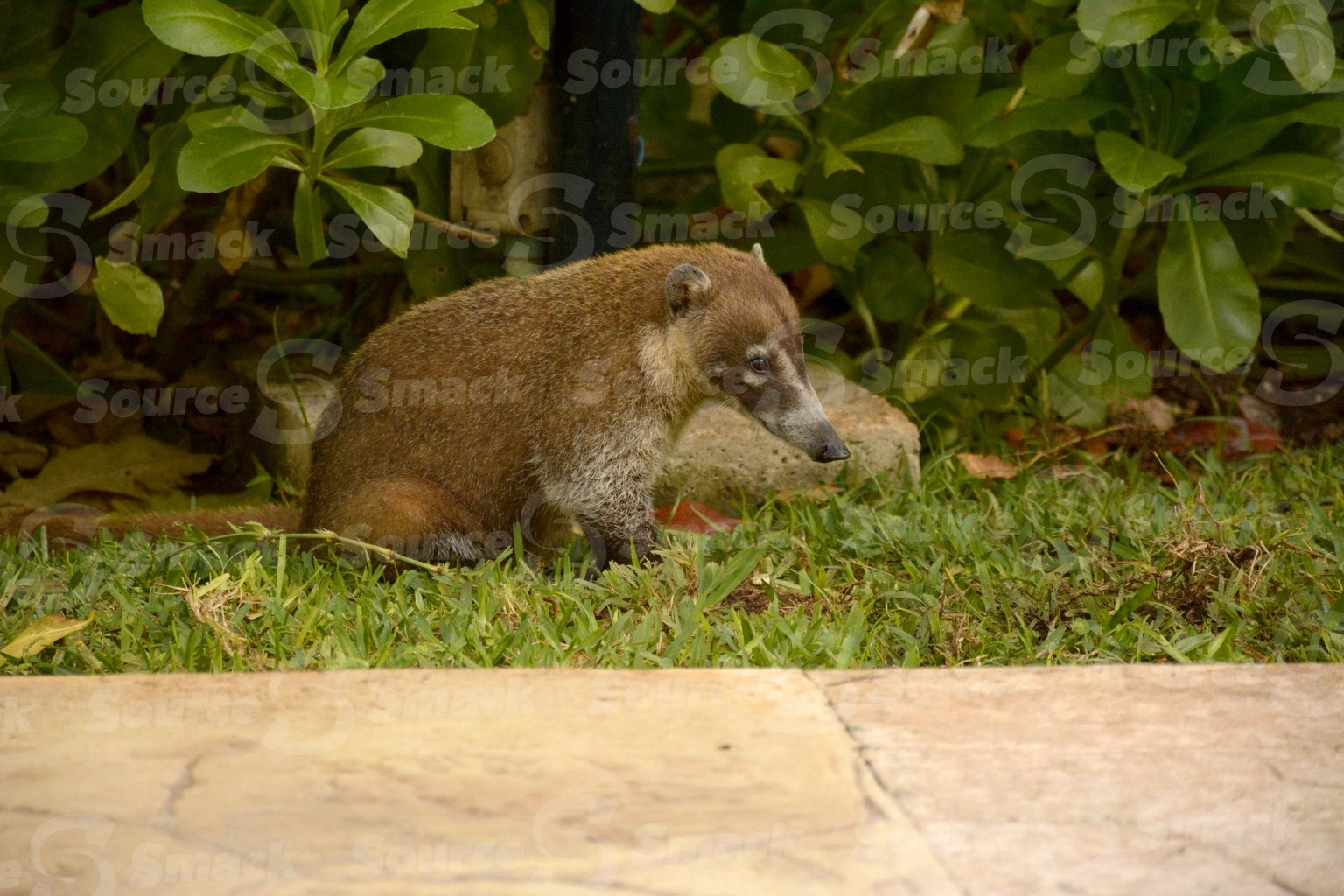A coati waiting for a handout