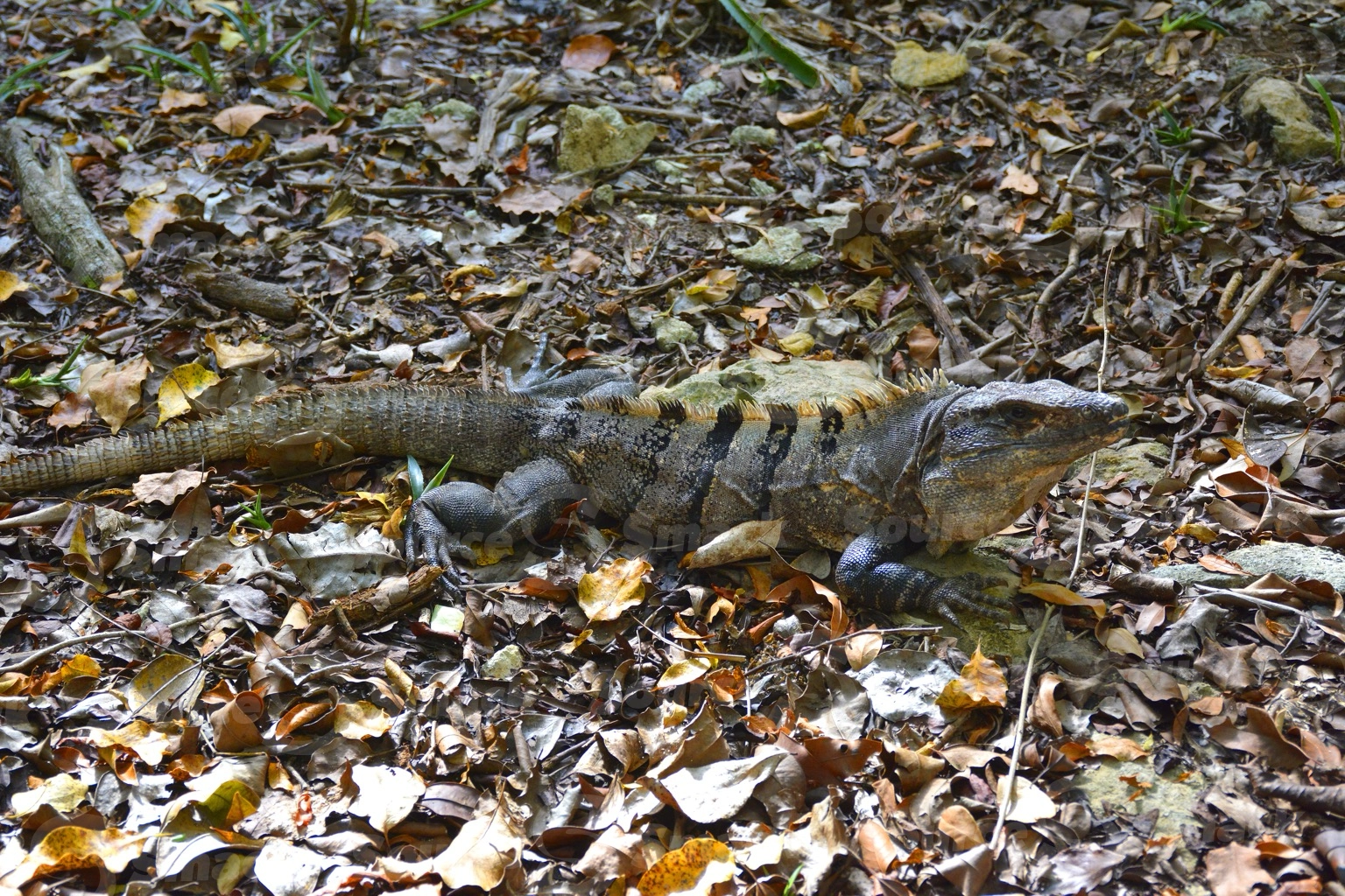 A  Black Spiny Tailed (Ctenosaura Similis) Iguana foraging in the forest