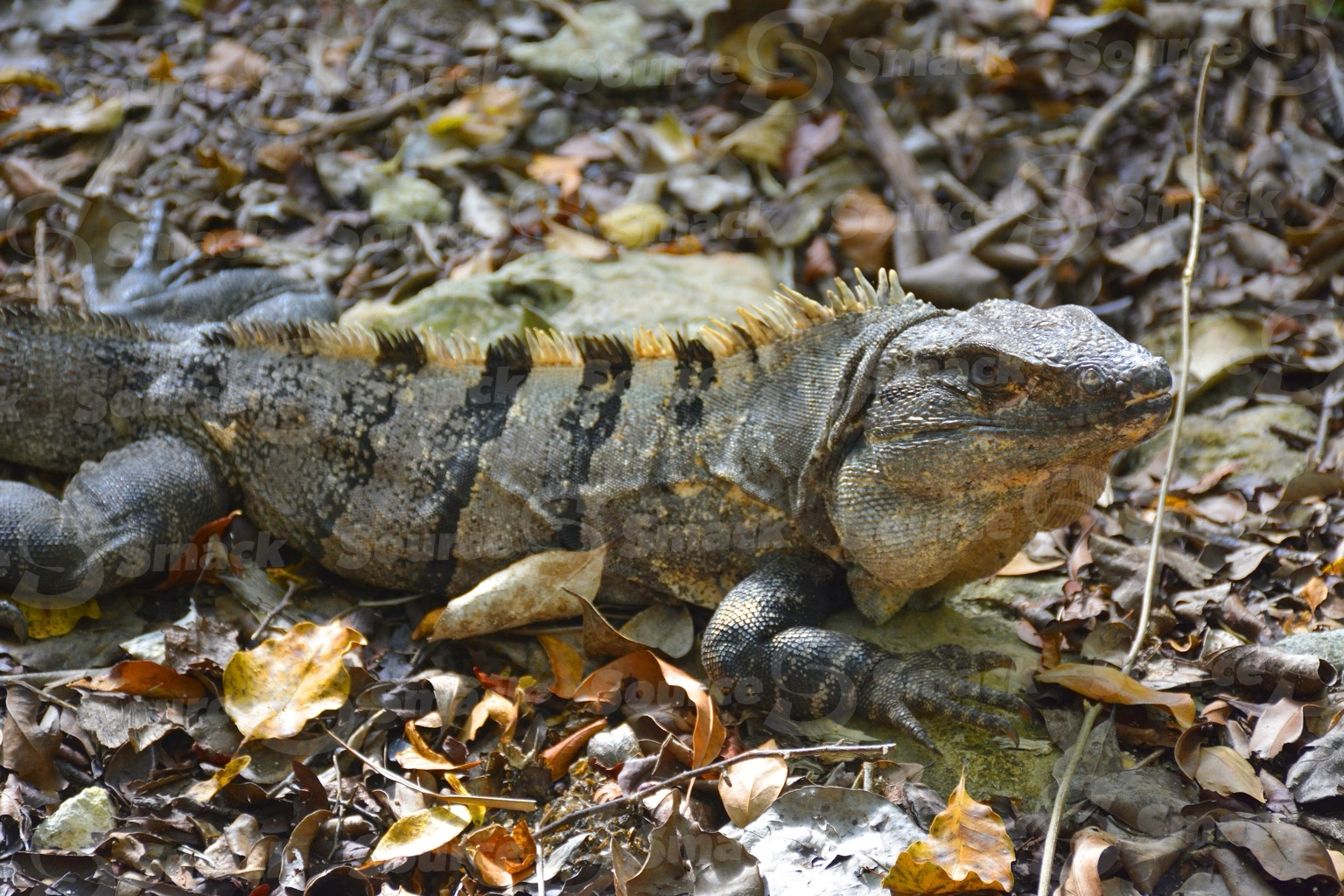 A  Black Spiny Tailed (Ctenosaura Similis) Iguana foraging in the forest