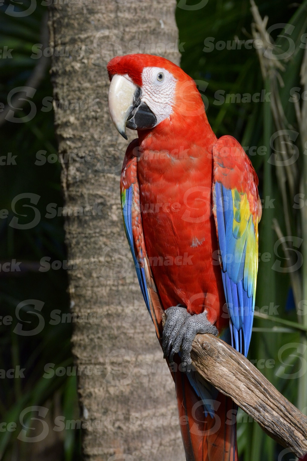 Two Scarlet Macaws (Ara macao) on a resort in Mexico
