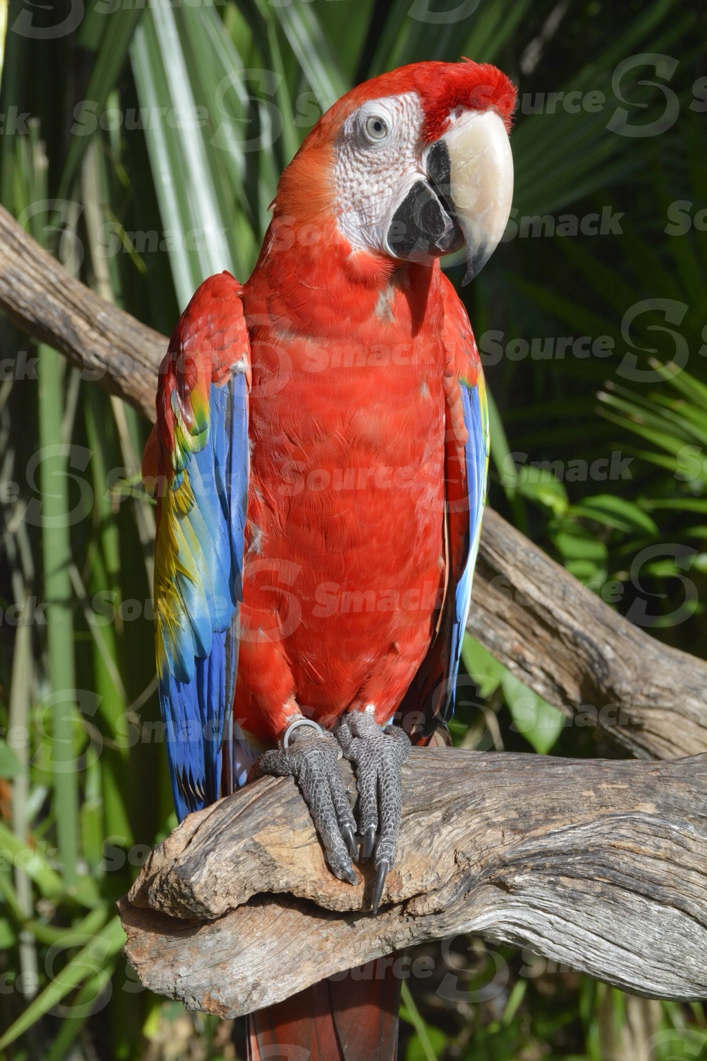 Two Scarlet Macaws (Ara macao) on a resort in Mexico