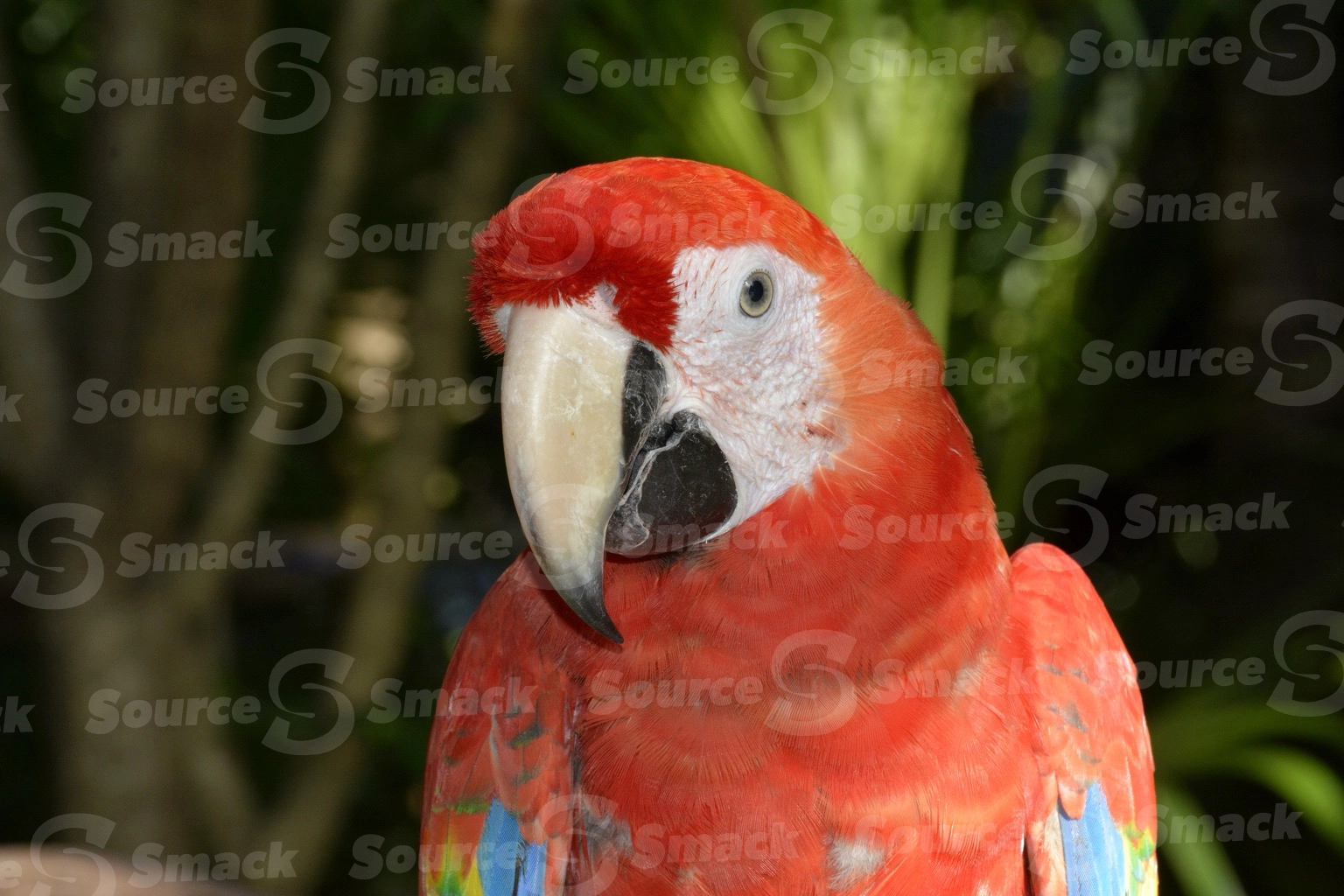 Two Scarlet Macaws (Ara macao) on a resort in Mexico