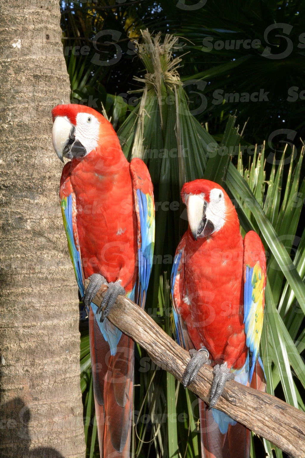 Two Scarlet Macaws (Ara macao) on a resort in Mexico