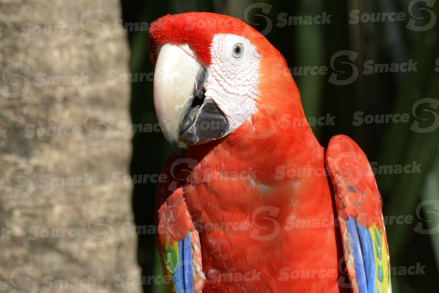 Two Scarlet Macaws (Ara macao) on a resort in Mexico
