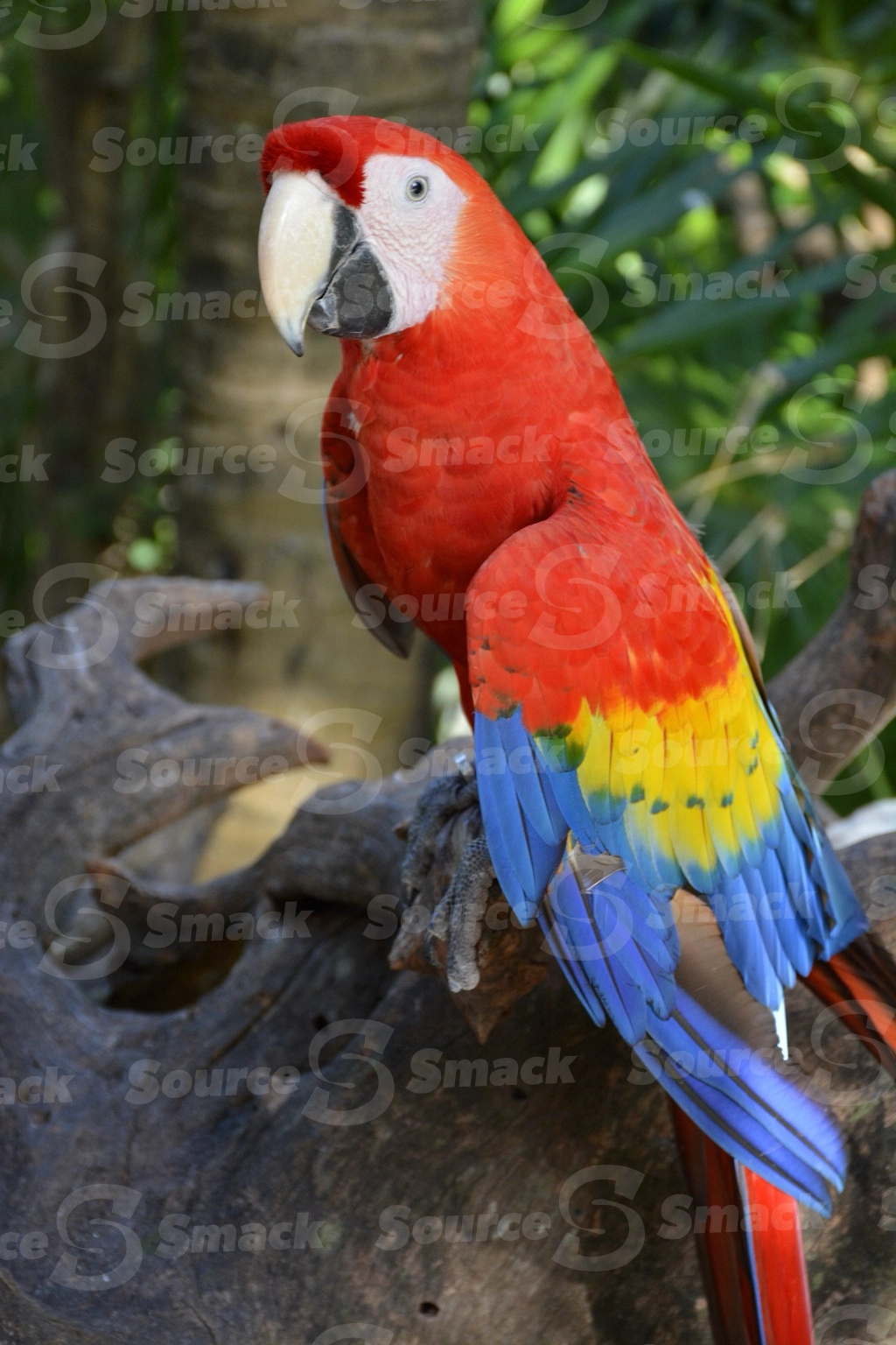 Two Scarlet Macaws (Ara macao) on a resort in Mexico