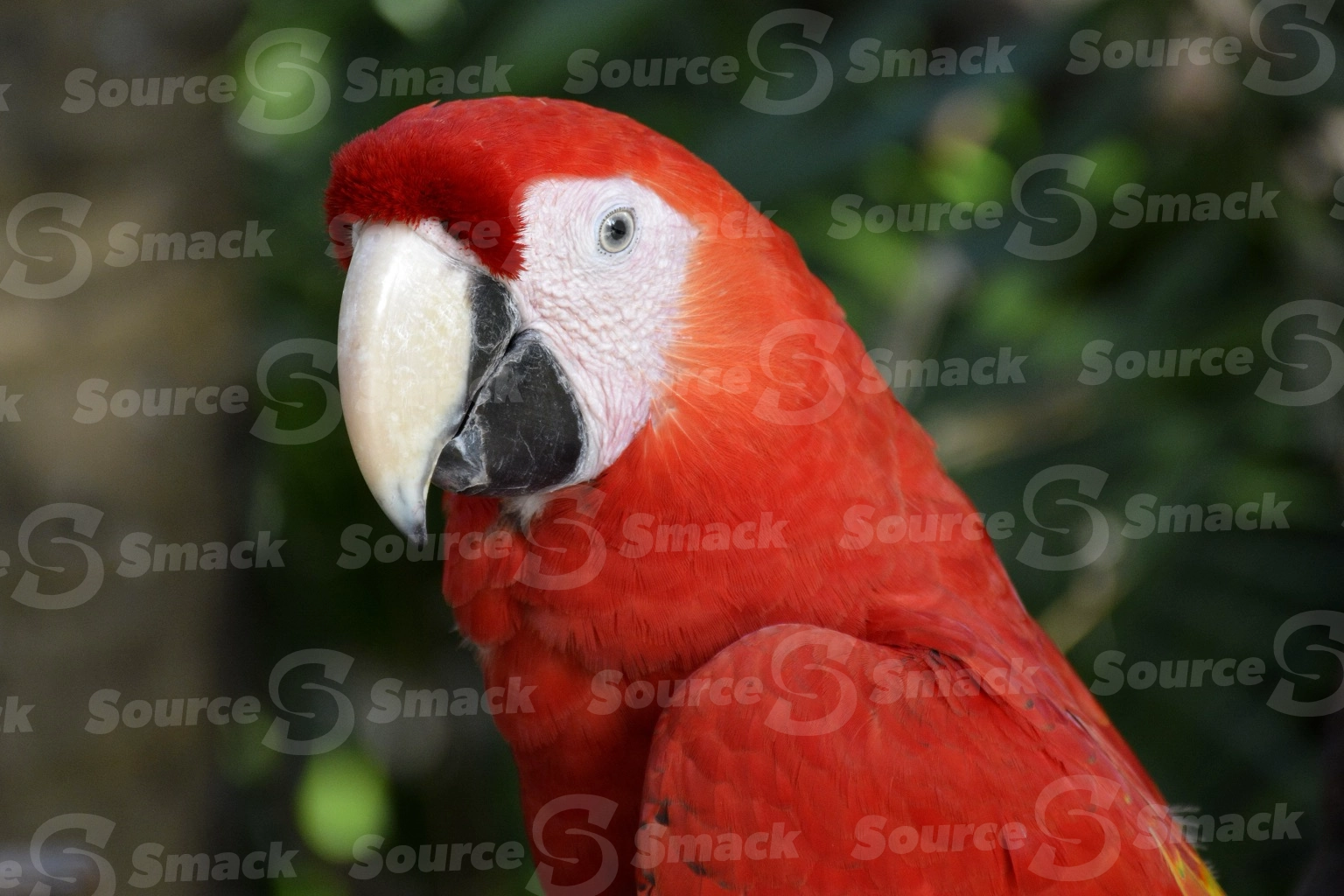 Two Scarlet Macaws (Ara macao) on a resort in Mexico