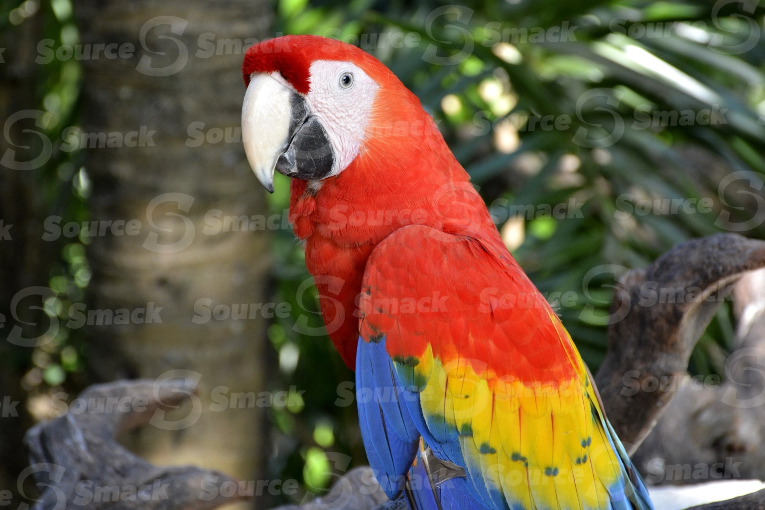 Two Scarlet Macaws (Ara macao) on a resort in Mexico