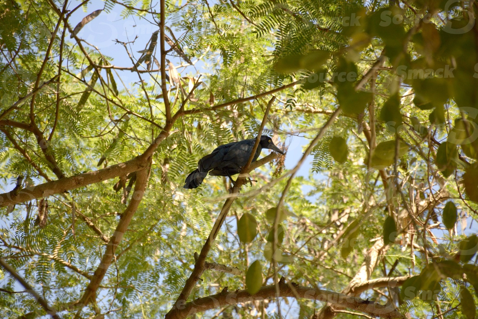 Great-tailed Grackle sitting in trees