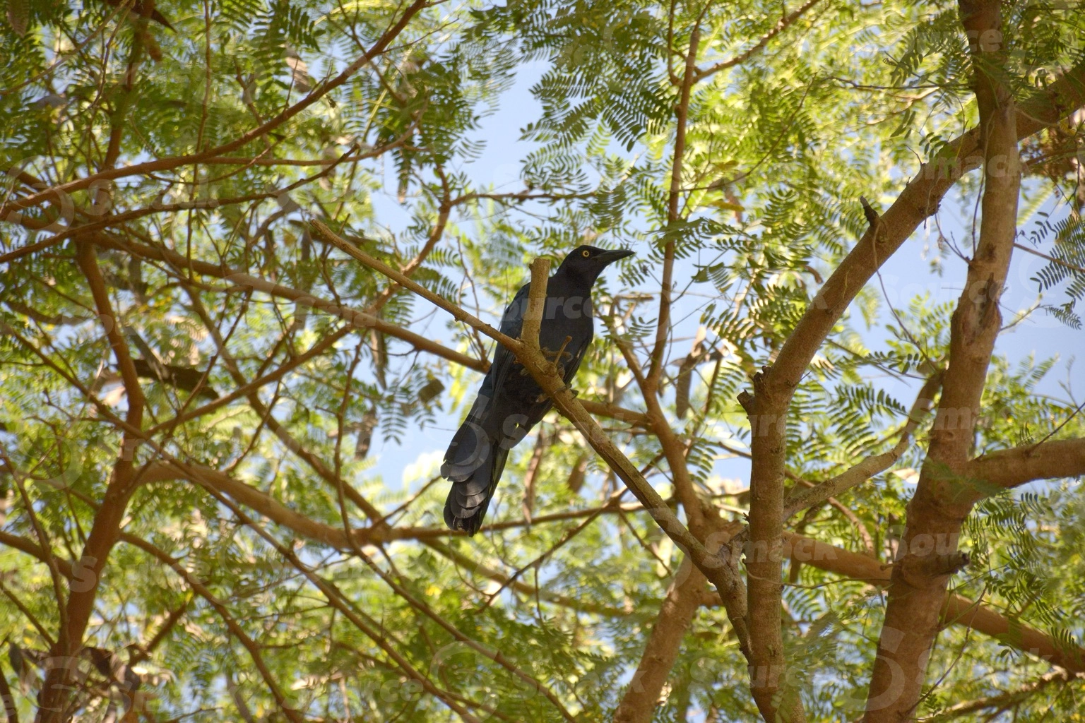 Great-tailed Grackle sitting in trees