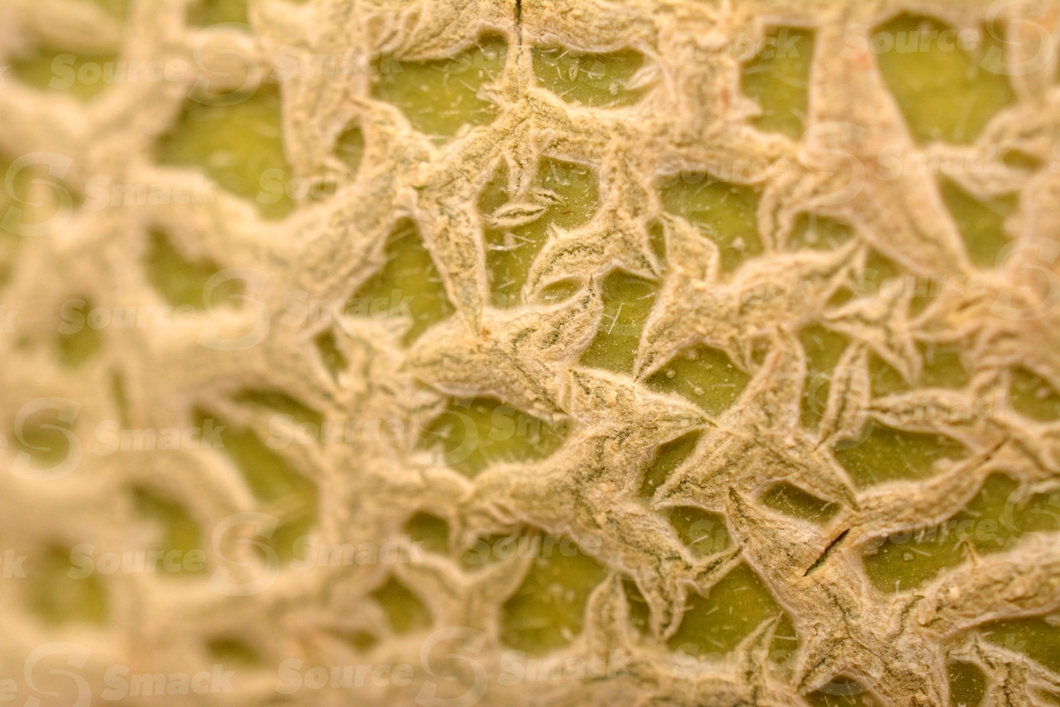Closeup surface of a cantaloupe skin