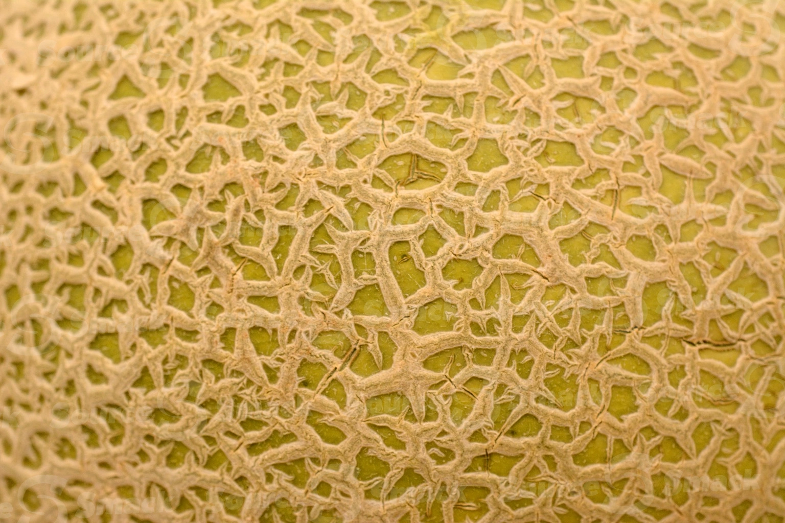 Closeup surface of a cantaloupe skin