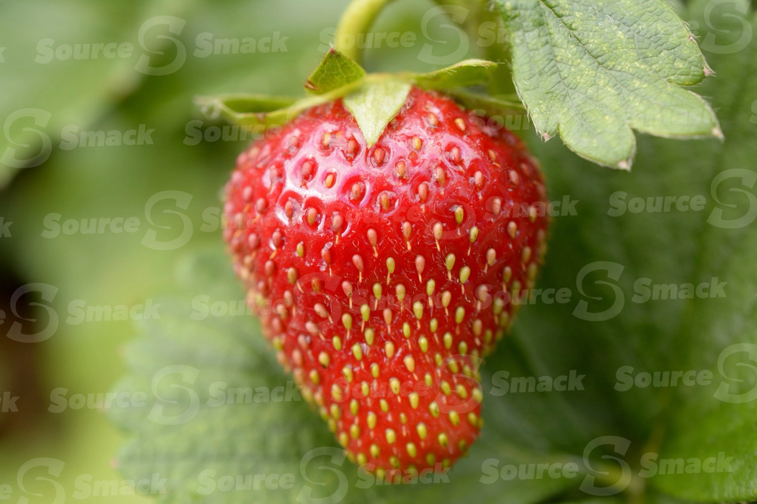 A juicy red strawberry in the summertime on a vine