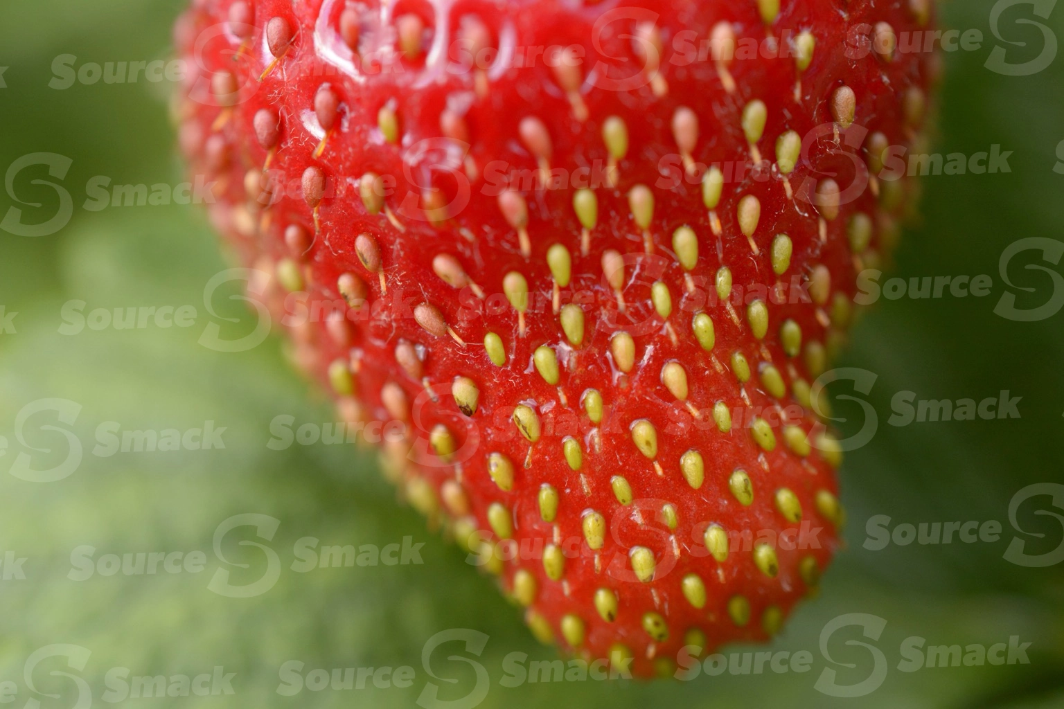 Closeup of a strawberry and it's seeds