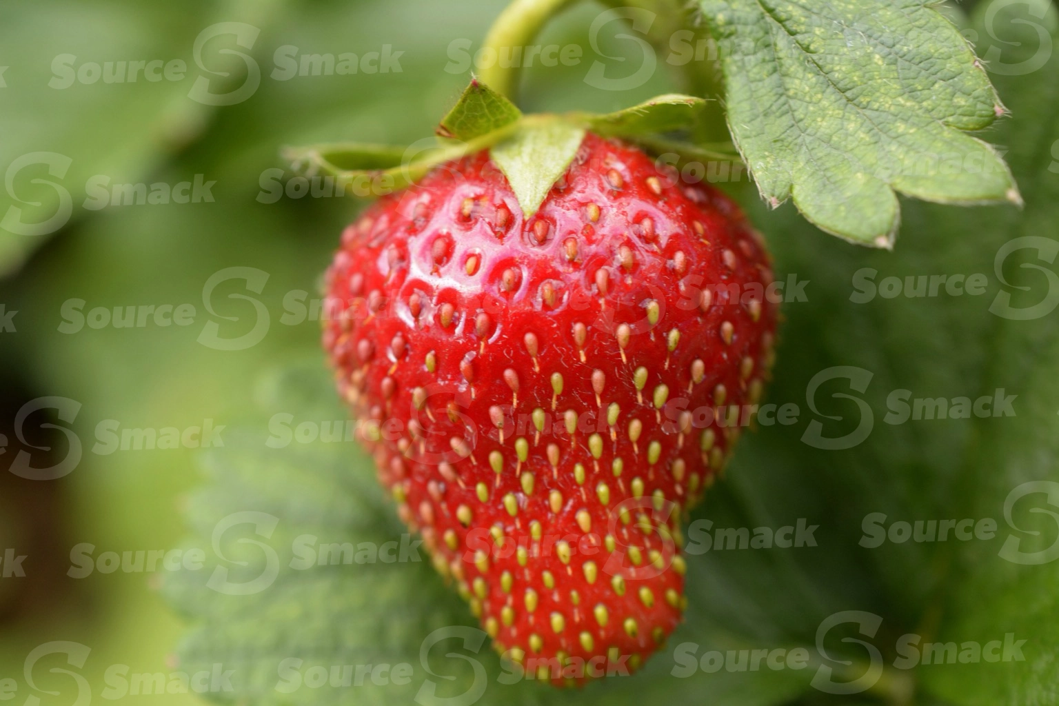 A juicy red strawberry in the summertime on a vine