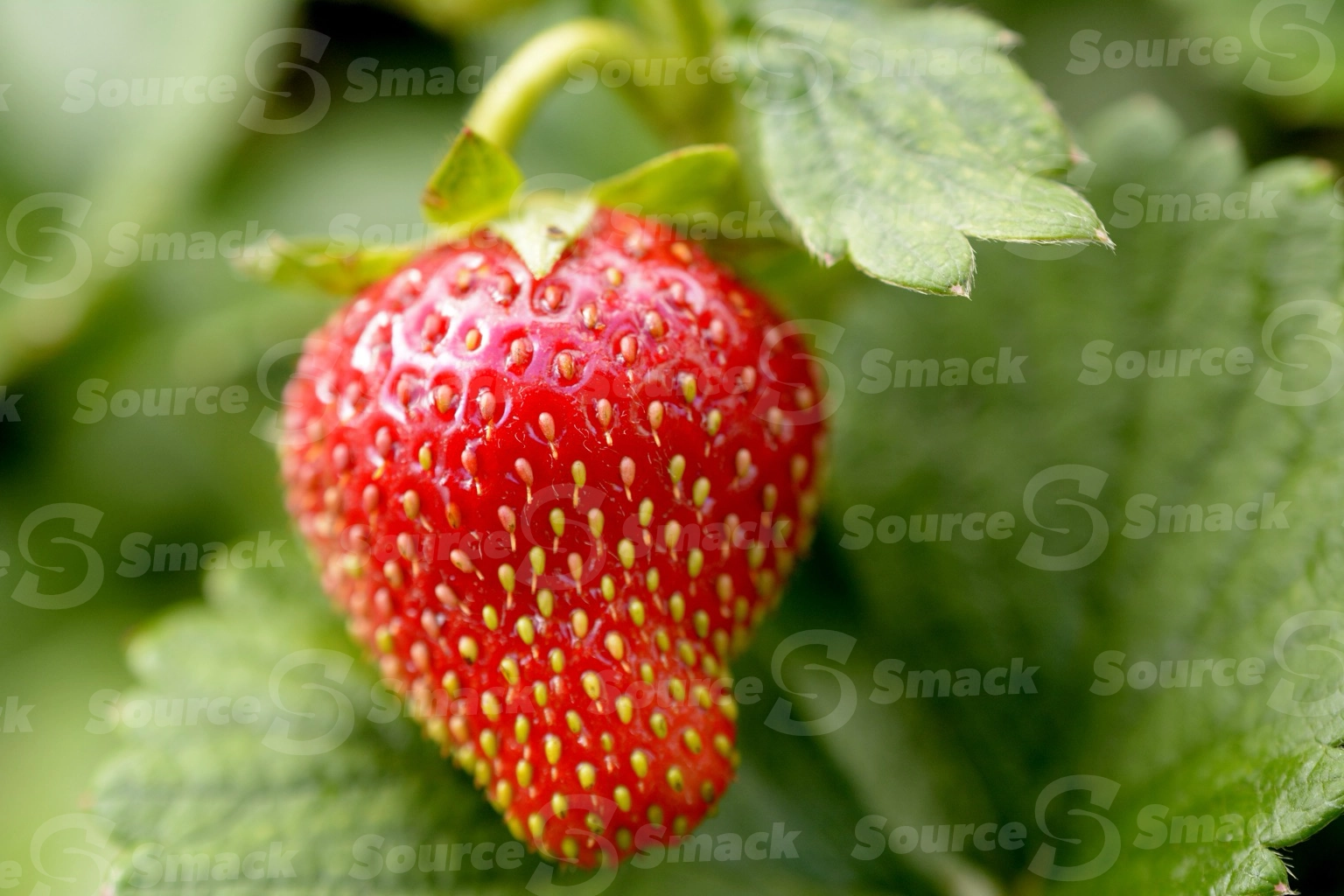 A juicy red strawberry in the summertime on a vine