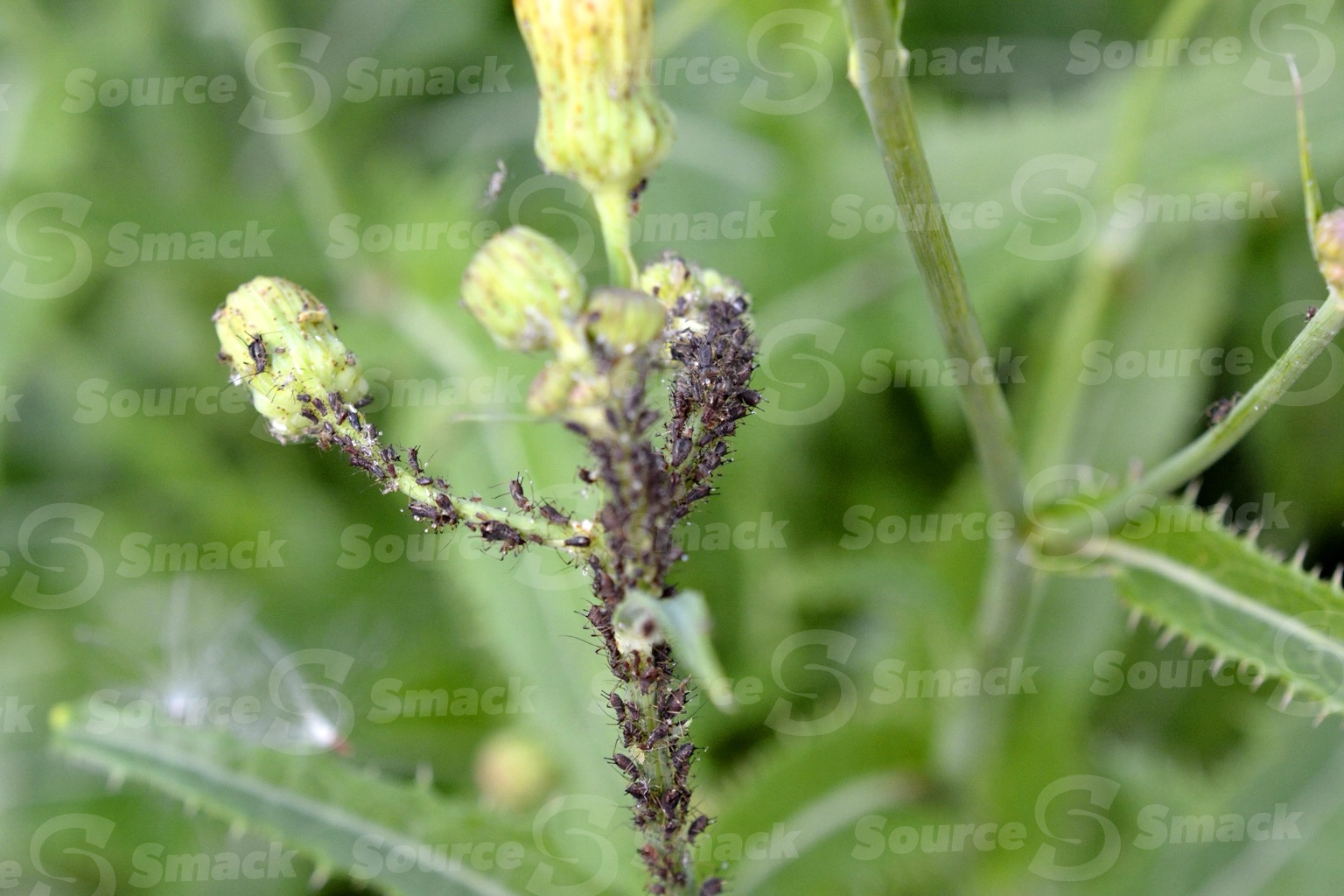 A group of Black bean aphids (Aphis fabae) sucking sap from a dandelion stem