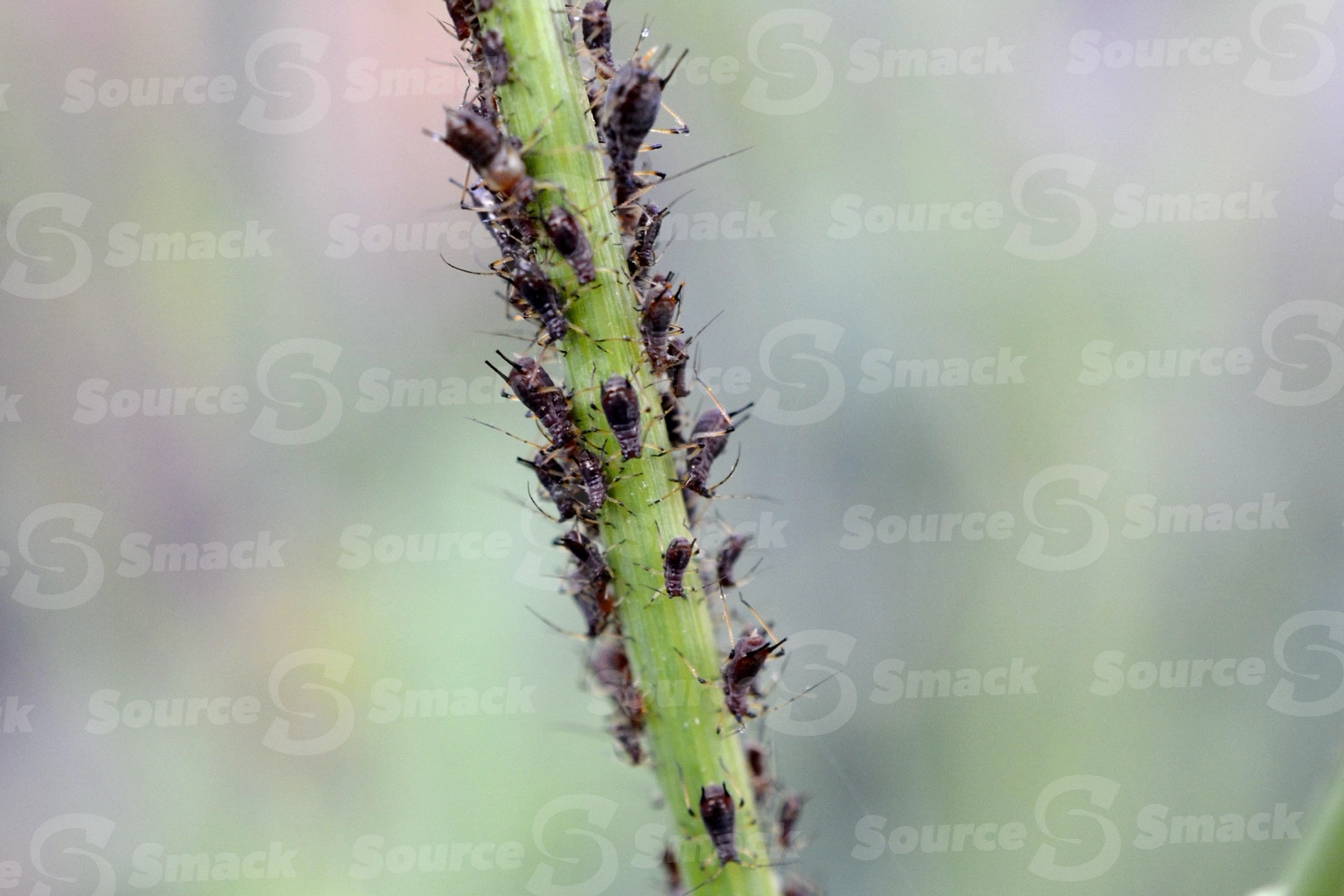 A group of Black bean aphids (Aphis fabae) sucking sap from a dandelion stem