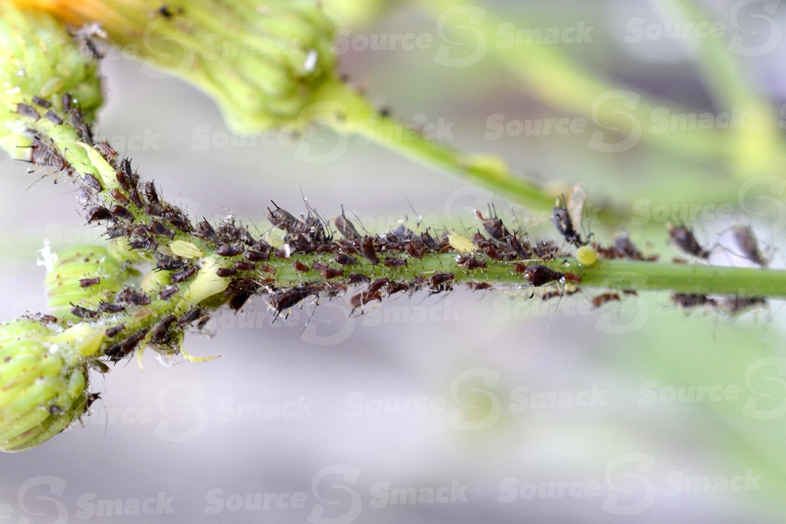 A group of Black bean aphids (Aphis fabae) sucking sap from a dandelion stem