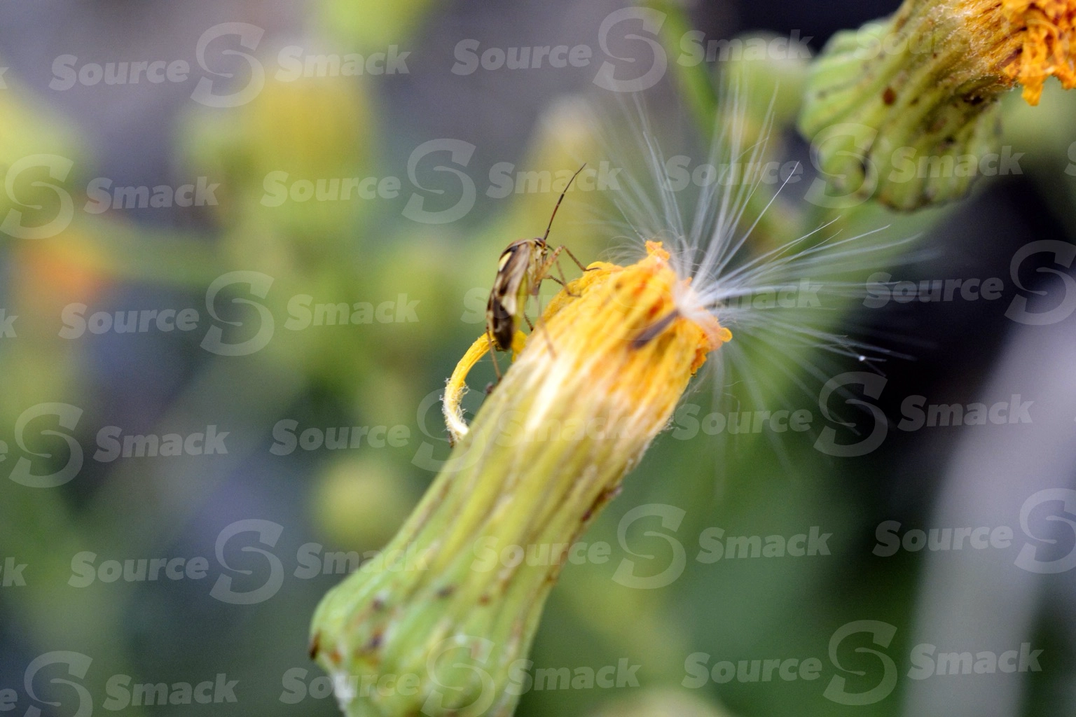 Lygus (Lygus pratensis) insect on a dandylion bud