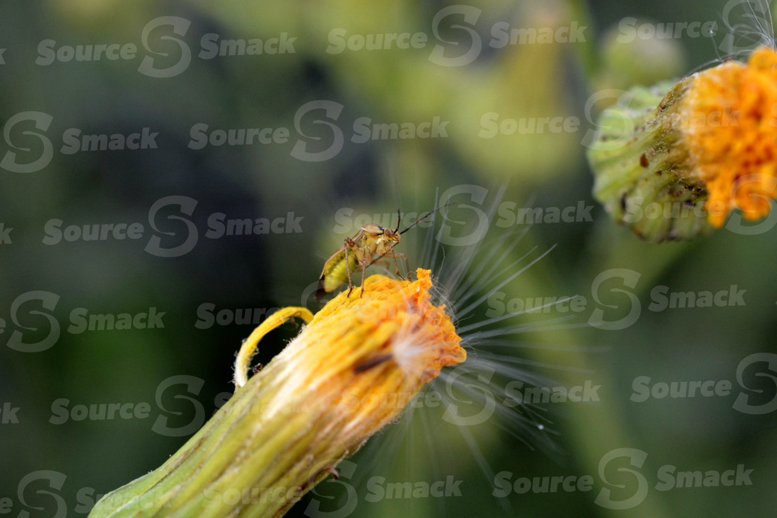 Lygus (Lygus pratensis) insect on a dandylion bud