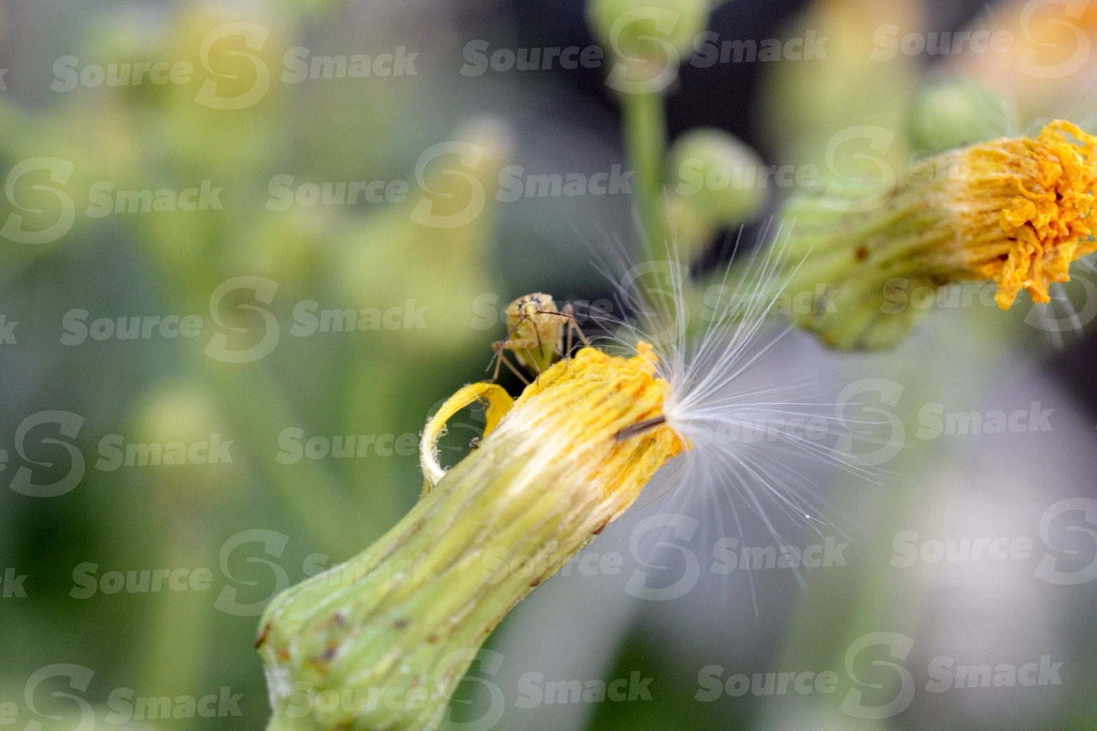 Lygus (Lygus pratensis) insect on a dandylion bud