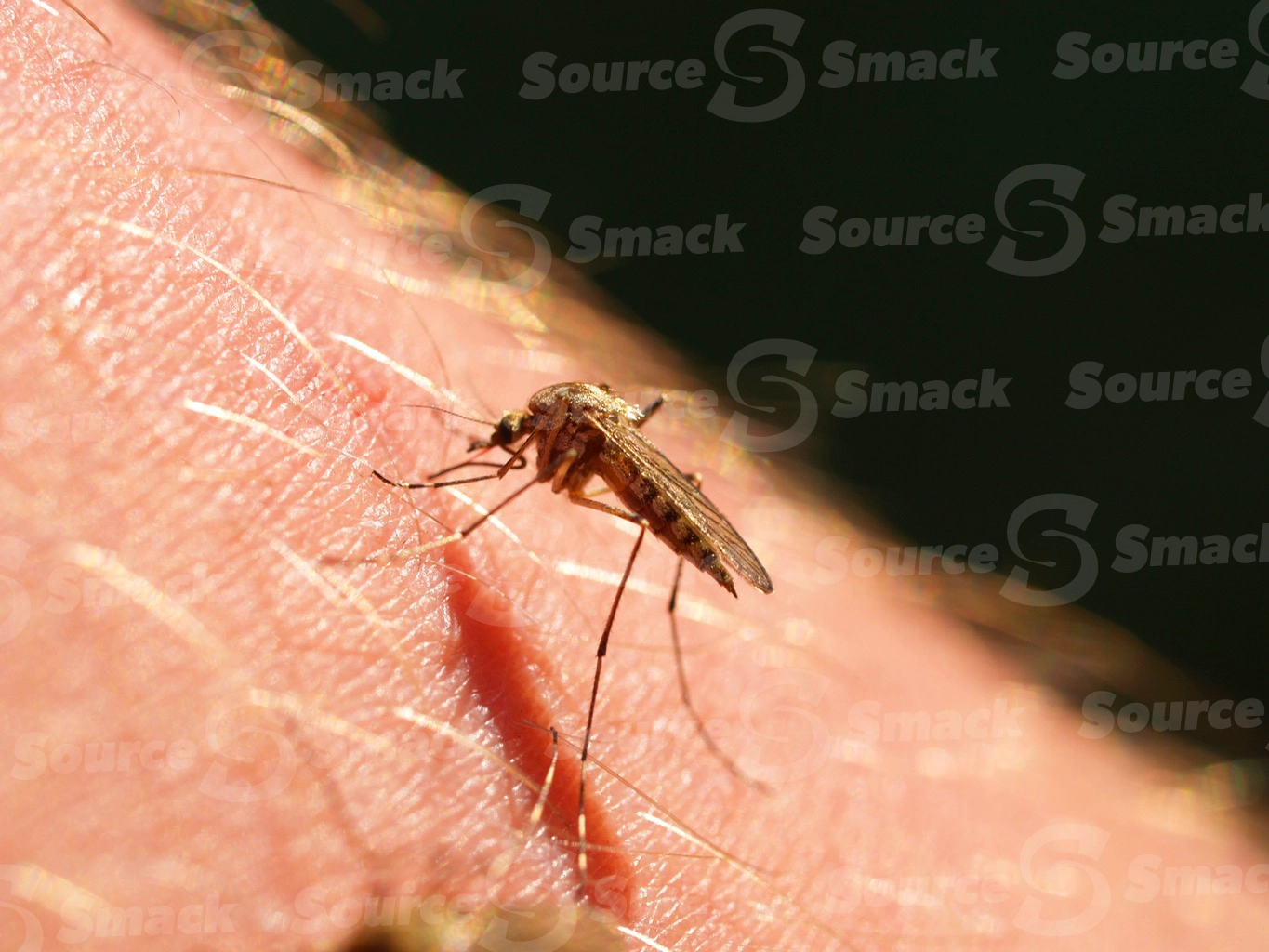 Mosquito biting
