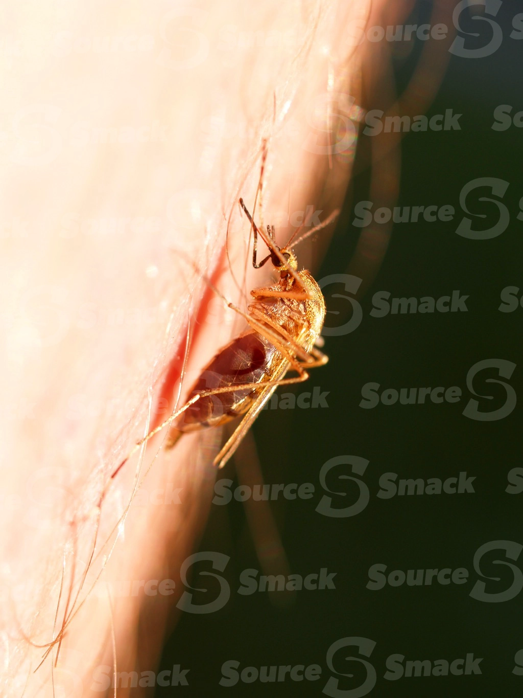 Mosquito biting and engorged with blood