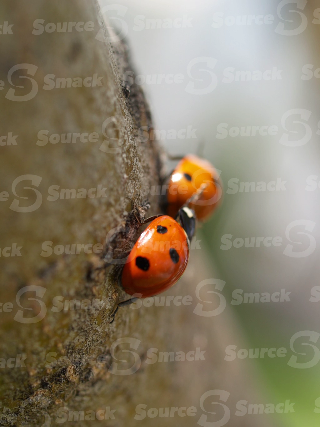 Two ladybugs on tree trunk