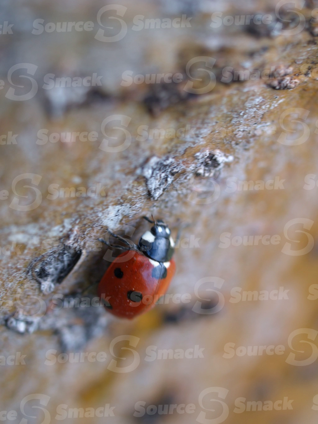 Ladybug on tree trunk